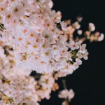 2019年3月28日 花見