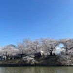 2025年4月2日
舞鶴公園でのお花見